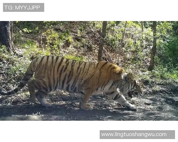 重庆篮球队的节奏解析与未来发展展望